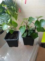 Лот: 13766969. Фото: 3. Крестовник крупноязычковый (Senecio... Растения и животные
