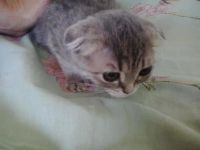 Лот: 9781476. Фото: 3. Шотландская вислоухая девчуля. Растения и животные