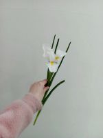 Лот: 25556099. Фото: 2. ирисы цветы. Цветы, букеты