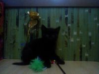 Лот: 3513411. Фото: 3. Шотландский прямоухий черный котик... Растения и животные