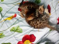 Лот: 18547009. Фото: 3. Котята бенгалята 19.01.22. Растения и животные