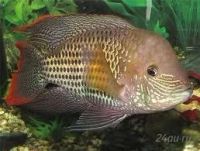 Лот: 2583863. Фото: 2. акары бирюзовые пара (самец и... Аквариумистика