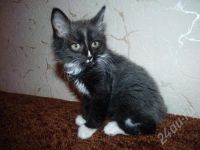 Лот: 573012. Фото: 2. курильские бобтейлы. Животные и уход