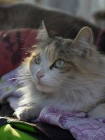 Лот: 5668525. Фото: 6. Красивая стерилизованная кошка...