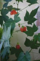 Лот: 4731926. Фото: 3. Абутилон Селло 3 (комнатный клен... Растения и животные