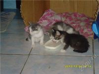 Лот: 674823. Фото: 2. Котята Отличный подарок детям... Животные и уход