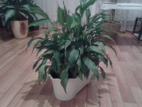 Лот: 5040745. Фото: 2. Спатифиллум. Комнатные растения и уход