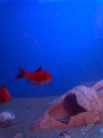 Лот: 2368824. Фото: 2. Золотая рыбка комета. Аквариумистика