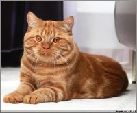 Лот: 2579963. Фото: 3. Британские котята с документами. Растения и животные