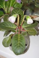 Лот: 4287522. Фото: 4. Глоксиния махровая (зацветает). Красноярск