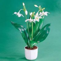 Лот: 4541708. Фото: 2. Эухарис (Эвхарис), амазонская... Комнатные растения и уход