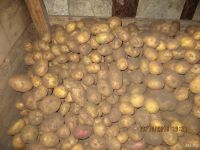 Лот: 8322795. Фото: 3. Картофель деревенский. Красноярск