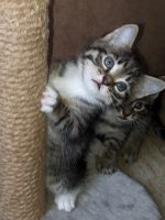 Лот: 19253629. Фото: 2. Котенок 1. Животные и уход