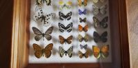 Лот: 15512745. Фото: 4. Коллекция бабочек в рамке 310х400...
