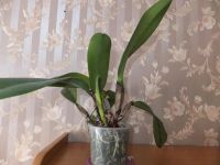 Лот: 4677013. Фото: 3. Орхидея Blc. Chia Lin New City. Растения и животные