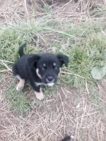 Лот: 6039380. Фото: 2. Отдам в добрые руки щенок девочка... Животные и уход
