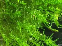 Лот: 15937141. Фото: 4. Мох Анкор Якорный (Anchor moos... Красноярск