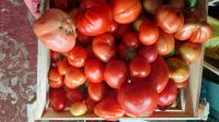 Лот: 10034604. Фото: 2. помидоры домашние, для еды и для... Продукты