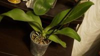 Лот: 6183708. Фото: 3. Орхидея цветет, цветок 10смх9см... Растения и животные