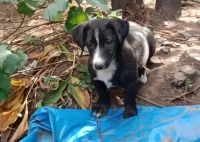 Лот: 20944662. Фото: 3. Щенки. Растения и животные