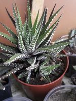 Лот: 7600076. Фото: 2. Хавортия (Haworthia) fasciata... Комнатные растения и уход