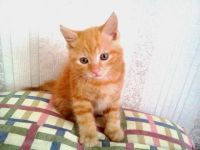 Лот: 2986496. Фото: 2. Котеночек рыженький. Животные и уход