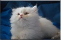 Лот: 5693785. Фото: 4. Клубный хайленд фолд, страйт. Красноярск