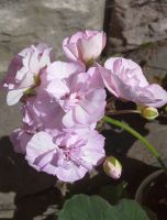 Лот: 16623352. Фото: 2. Зональная пеларгония "Ю Ася". Комнатные растения и уход