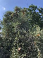 Лот: 25294932. Фото: 11. 4-комн. дача , садоводческое некоммерческое...