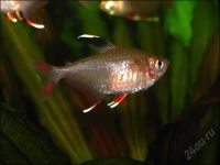 Лот: 16202539. Фото: 2. Фантом розовый ,Орнатус (Hyphessobrycon... Аквариумистика