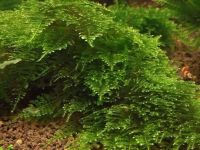 Лот: 15300325. Фото: 2. Мох Треугольный Moss Triangle... Аквариумистика