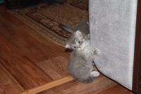 Лот: 11886661. Фото: 2. Продам котят. Животные и уход