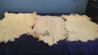 Лот: 1751399. Фото: 5. 3 шкуры овцы выделанные