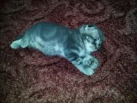 Лот: 7837532. Фото: 2. Продам шотландского вислоухого... Животные и уход