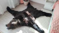 Лот: 8173691. Фото: 3. Шкура медведя (есть видео). Туризм, охота, рыбалка, самооборона