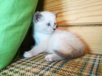 Лот: 11957982. Фото: 3. котят. Растения и животные