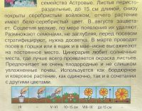 Лот: 25347140. Фото: 2. Рассада Гавриш Циненрария Серебрянная... Семена, рассада, садовые растения