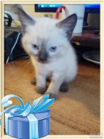 Лот: 9536291. Фото: 4. Сиамские котята 1,5 месяца (даром... Красноярск