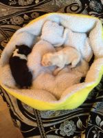 Лот: 8916591. Фото: 2. Щенки лайки в хорошие руки. Животные и уход