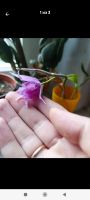 Лот: 25432449. Фото: 3. Орхидея. Den. Adastra 'Red Rose... Растения и животные