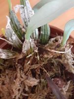 Лот: 19302621. Фото: 2. Орхидея Dendrobium aggregatum. Комнатные растения и уход