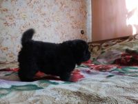 Лот: 11502204. Фото: 4. щенки чау-чау. Красноярск