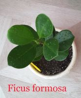 Лот: 16611282. Фото: 2. Фикус формоза ( Ficus formosa... Комнатные растения и уход