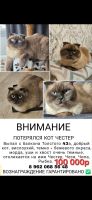 Лот: 25793941. Фото: 6. Шотландский вислоухий кот Честер