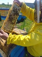 Лот: 19238282. Фото: 3. 🍯🐝 Безумно вкусный Рапсовый... Красноярск