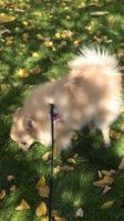 Лот: 14610624. Фото: 7. Щенок 🐶 шпица 🐶 Девочка 6 месяцев