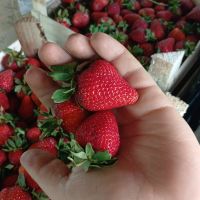 Лот: 25376438. Фото: 2. Клубника 🍓 2кг с 1₽! Сорт Клери... Продукты