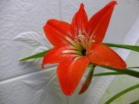 Лот: 6269496. Фото: 2. Гиппеаструм. Комнатные растения и уход
