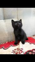 Лот: 13968939. Фото: 2. Котятки. Животные и уход