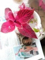 Лот: 19504127. Фото: 3. Колеус черенки N2. Растения и животные